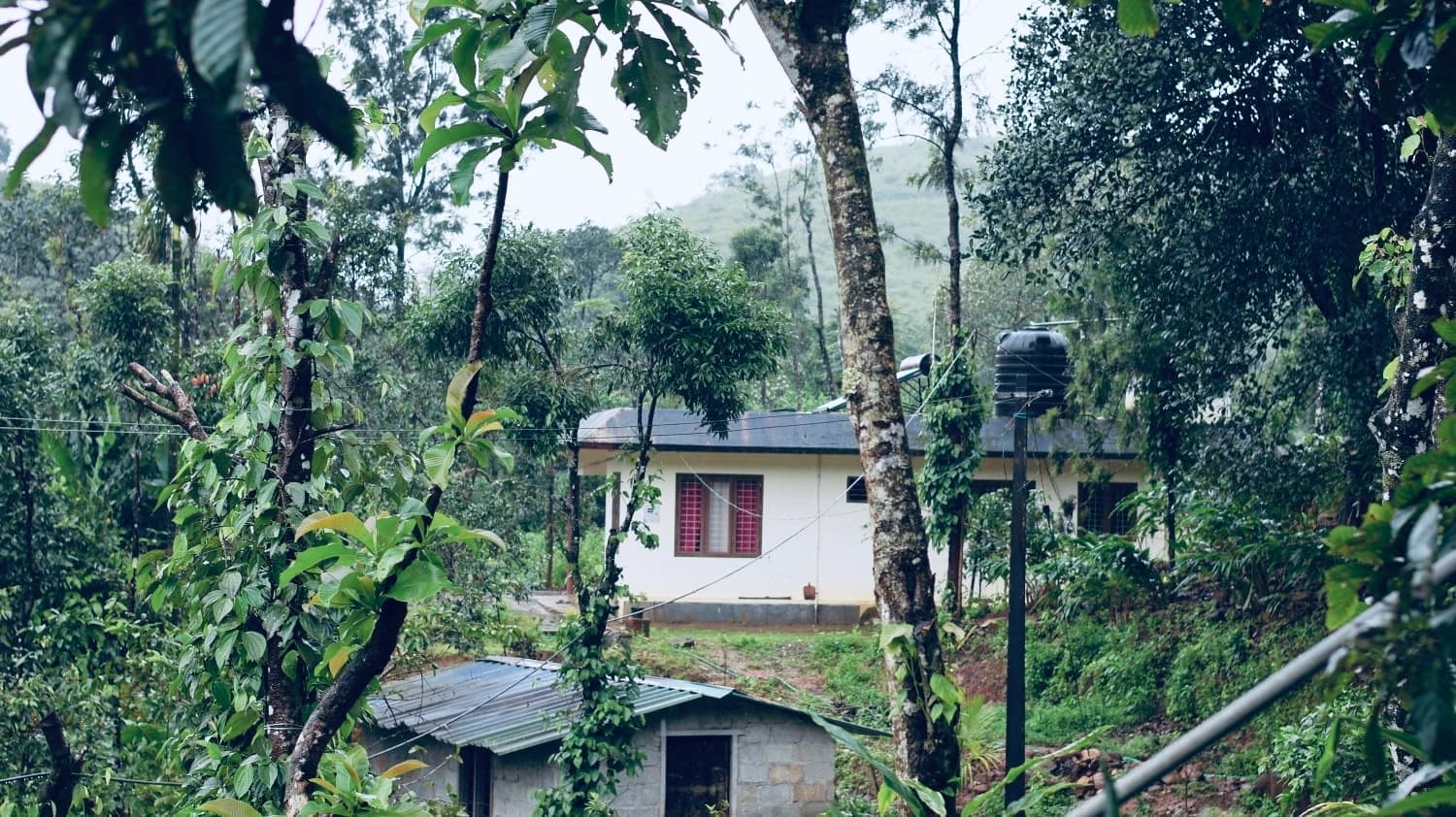 Lush green landscapes around our homestay