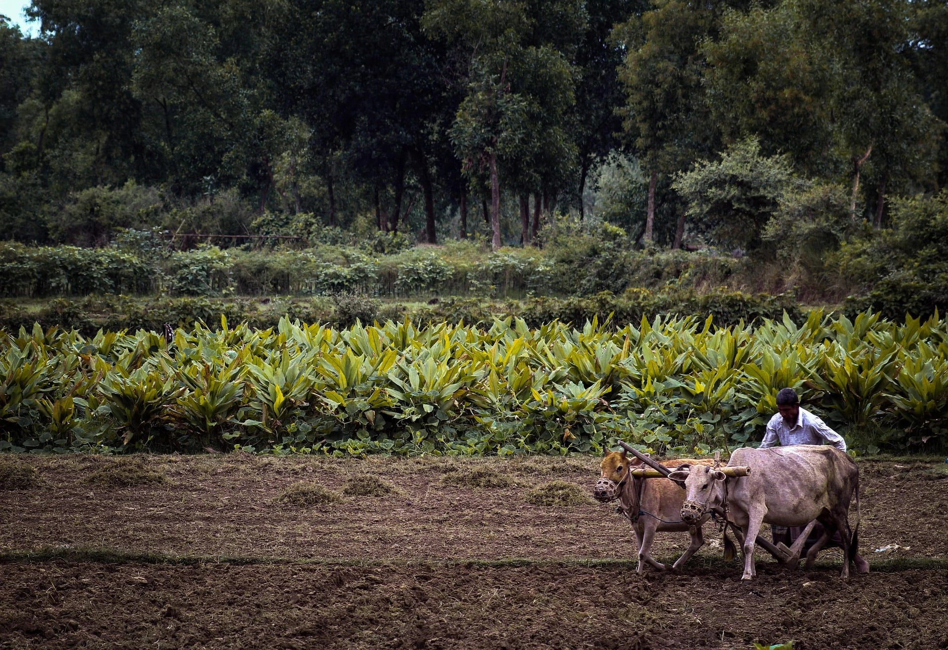 Vagamon Agriculture Landscape